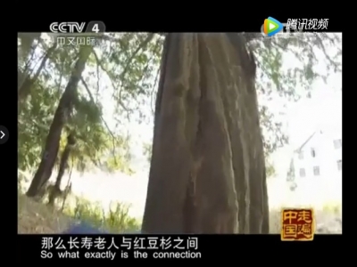 红豆杉抗癌防癌、健康长寿的秘密，中央电视台权威报道