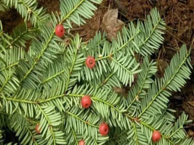 想要乳腺不癌变，红豆杉要早了解……