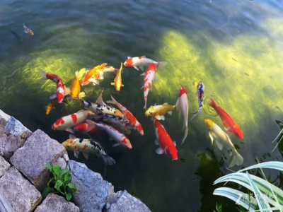 我们的五脏六腑就像11条鱼，害死鱼的“黑手”竟是它……